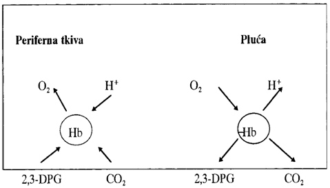 Interakcija O2, CO2 i 2,3-DPG sa Hb