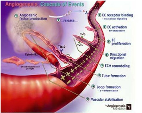 Shematski prikaz angiogeneze