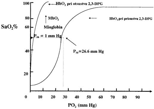 Shematski prikaz krive disocijacije HbO2 i MbO2
