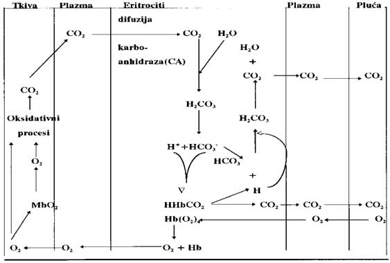 Transport kiseonika i ugljen dioksida